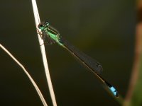 11-6-03 rambur's forktail.jpg