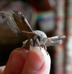 Poplar Hawkmoth 2621.jpg