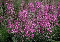 Rosebay Willowherb.psd.jpg