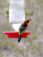 Oriole on feeder.jpg