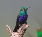 Violet-bellied hummingbird.jpg