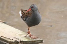 waterrail290306a.jpg