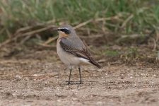 wheatear290306a.jpg