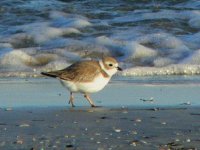 Shorebird2.jpg