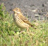 meadow pipit balagan pt sept 05.jpg