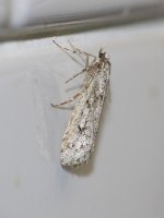 DSC_3624-01_moth.jpg
