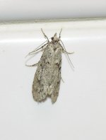 DSC_3626-01_Moth.jpg