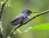 Wedge-billed Hummingbird.jpg