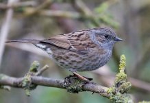 Dunnock12.jpg