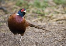 Pheasant3.jpg