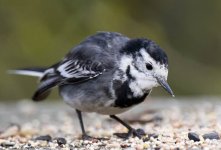 PiedWagtail3.jpg