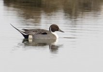 pintail3.jpg