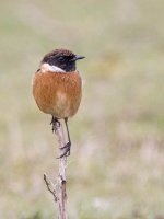 Stonechat32.jpg