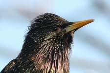 starling110206e.jpg