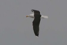 gbbgull170206e.jpg