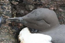 guillemot170206a.jpg