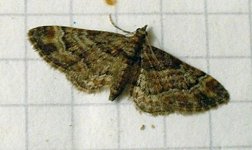 moth 006 (2).jpg