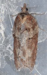 Acleris hastiana 060329 5948t.jpg