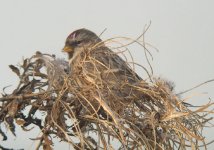 Redpoll@BishopsPark_030106.3_email.jpg