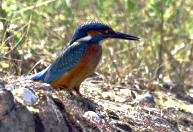 6270_king fisher 2005.jpg