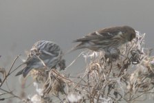 Redpoll@BishopsPark_030106.5_email.jpg