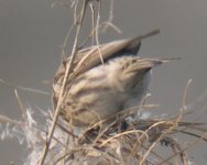 Redpoll@BishopsPark_030106.7_email.jpg