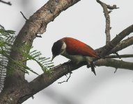 Scarlet-backed woodpecker.jpg
