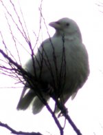 leucistic crow 2.jpg