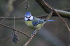 bluetit020106a.jpg