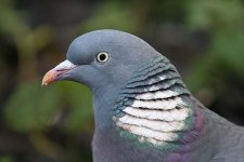 woodpigeon020106c.jpg