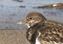 4619turnstone.jpg