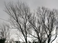 leucistic crow tree wb.jpg