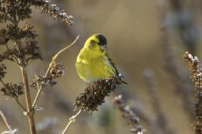 Siskin-9.jpg