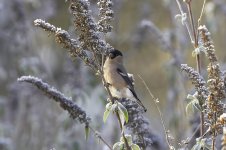 Bullfinch-F.jpg