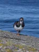 turnstone_25oct04_420.jpg