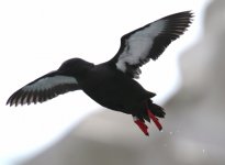 black guillemot ringed.jpg