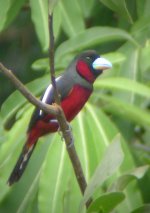 Black-&-Red-Broadbill-6x4.jpg