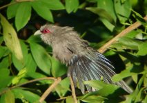 chestnut-breasted-malkoha.jpg