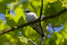 Collared Flycatcher 110508 IMG_6424 BF.jpg