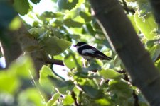 Collared Flycatcher 110508 IMG_6407.jpg