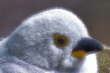 close-up-f4.9-iso-100.gif