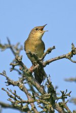 Grasshopper-Warbler-(1)-Hol.jpg