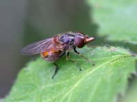 RHINGIA BF02.JPG