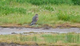 Montagu'sHarrier1SA800.jpg