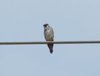 Amur Falcon.jpg