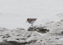 Broad-billed Sandpiper.jpg