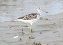 Common Greenshank.jpg