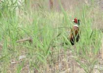 Common Pheasant.jpg