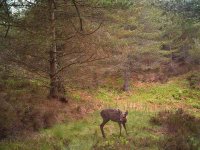 Another Roe deer1.JPG