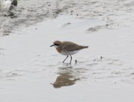 Lesser Sand Plover.jpg